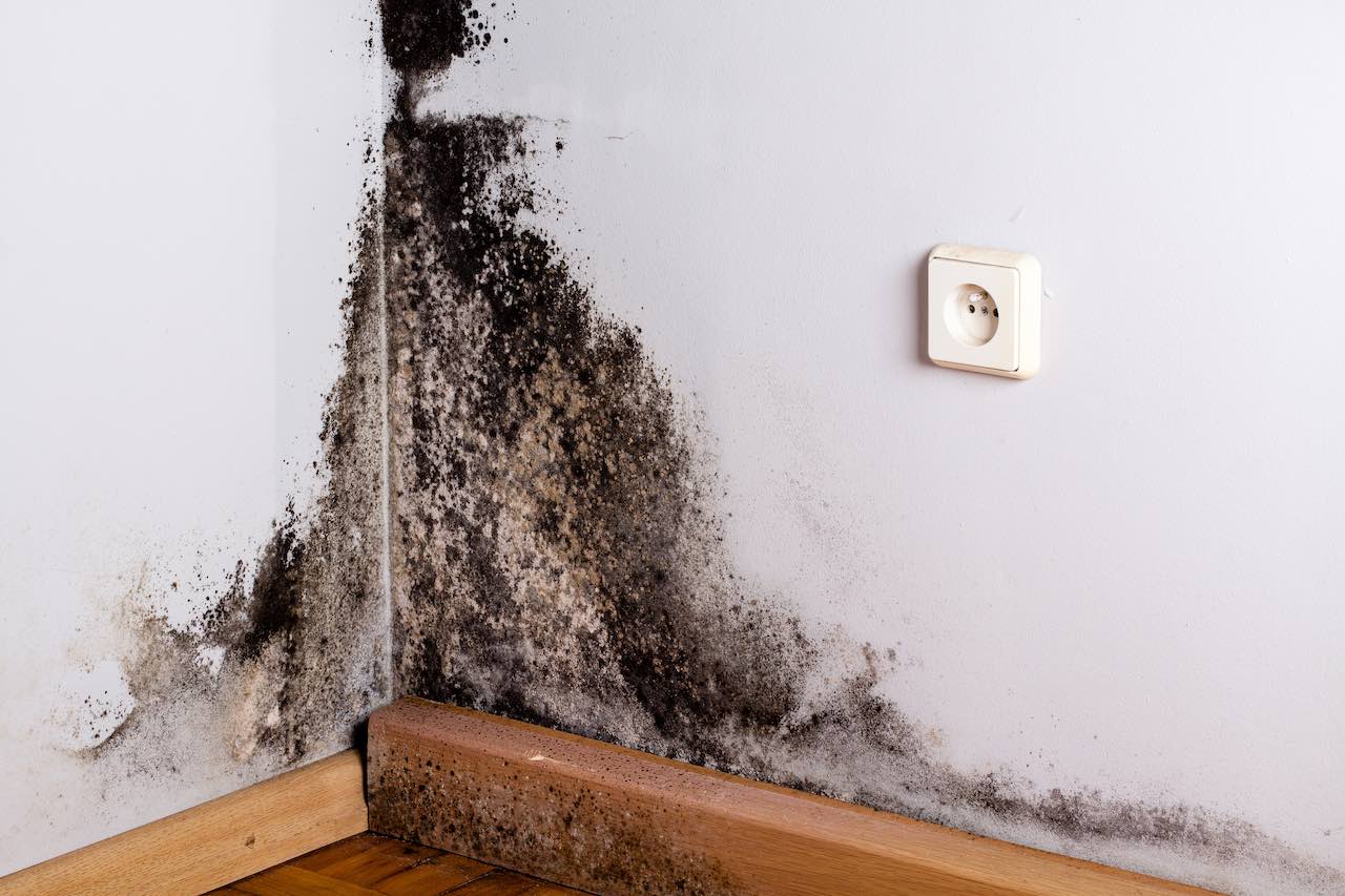 Professional Mold Assessment